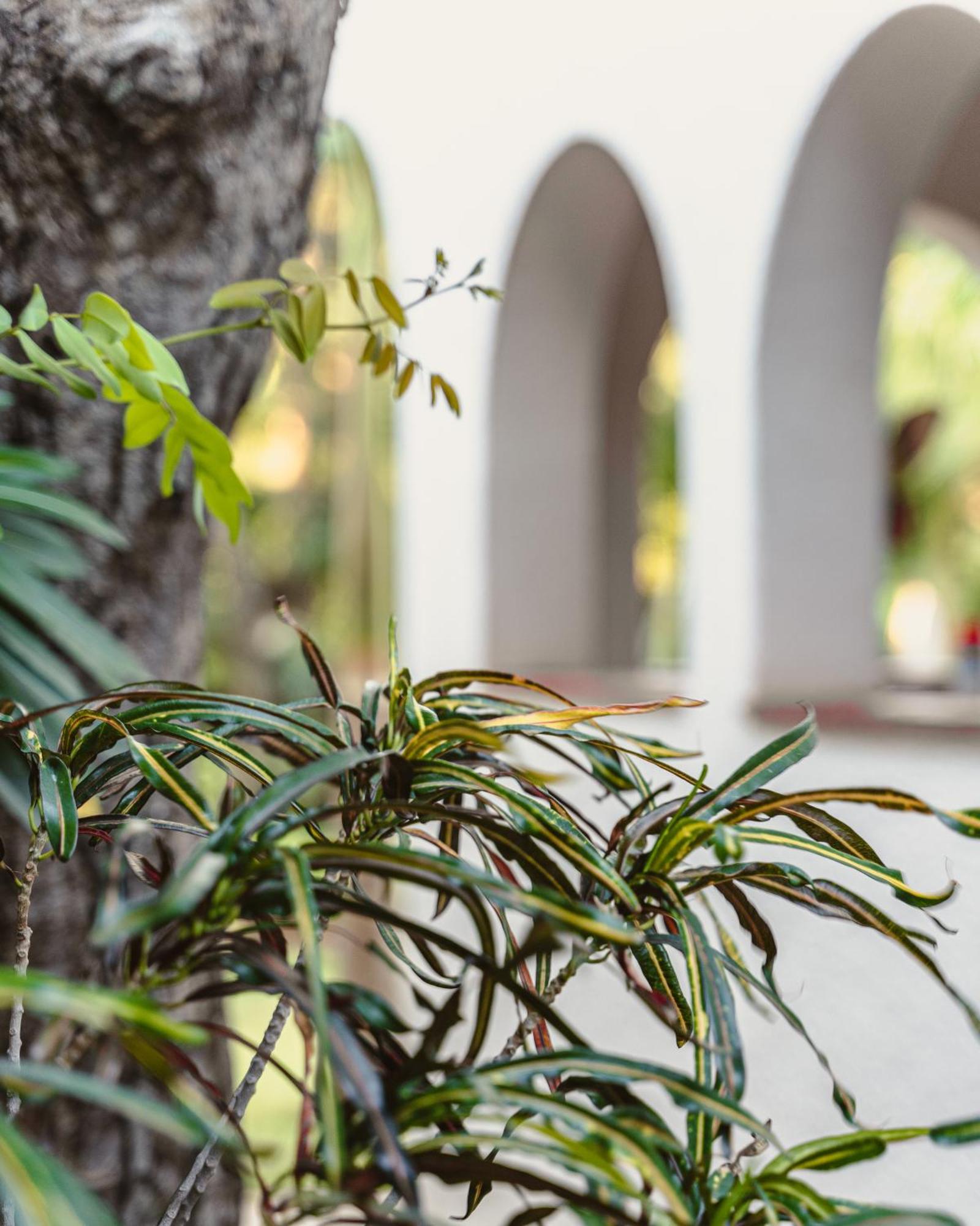 Jacaranda Lodge Victoria Falls Ngoại thất bức ảnh