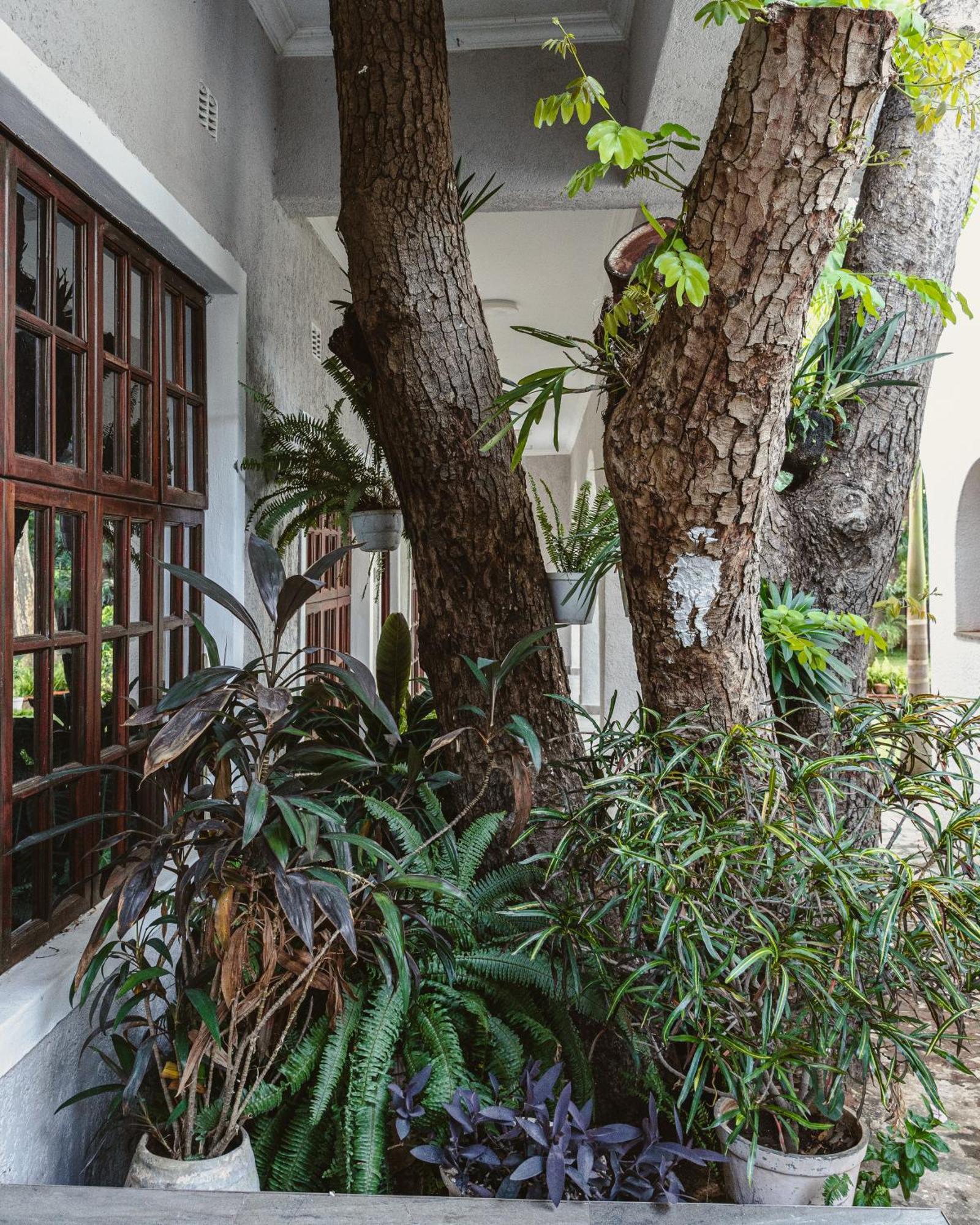 Jacaranda Lodge Victoria Falls Ngoại thất bức ảnh